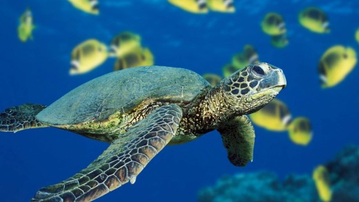 sea-turtle-blue-ocean-underwater-wallpaper-1920×1440