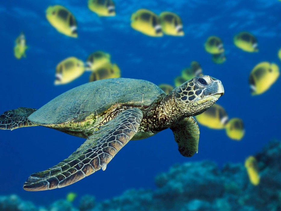 sea-turtle-blue-ocean-underwater-wallpaper-1920×1440