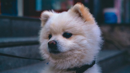 fluffy-pomeranian-closeup-portrait-wallpaper-1920×1080