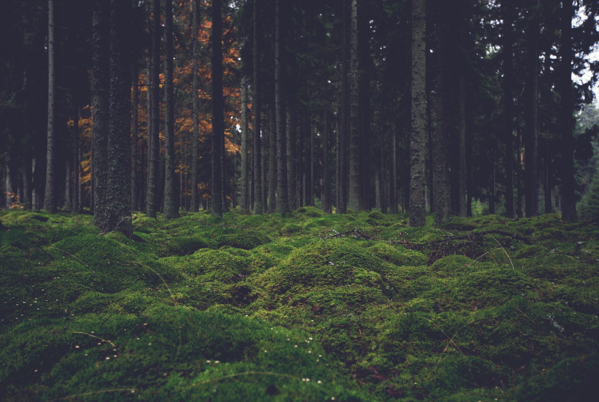 Mossy Forest Floor with Tall Pine Trees Wallpaper – free HD wallpaper