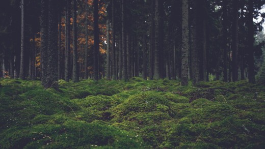 forest-moss-pine-trees-wallpaper-5384×3616