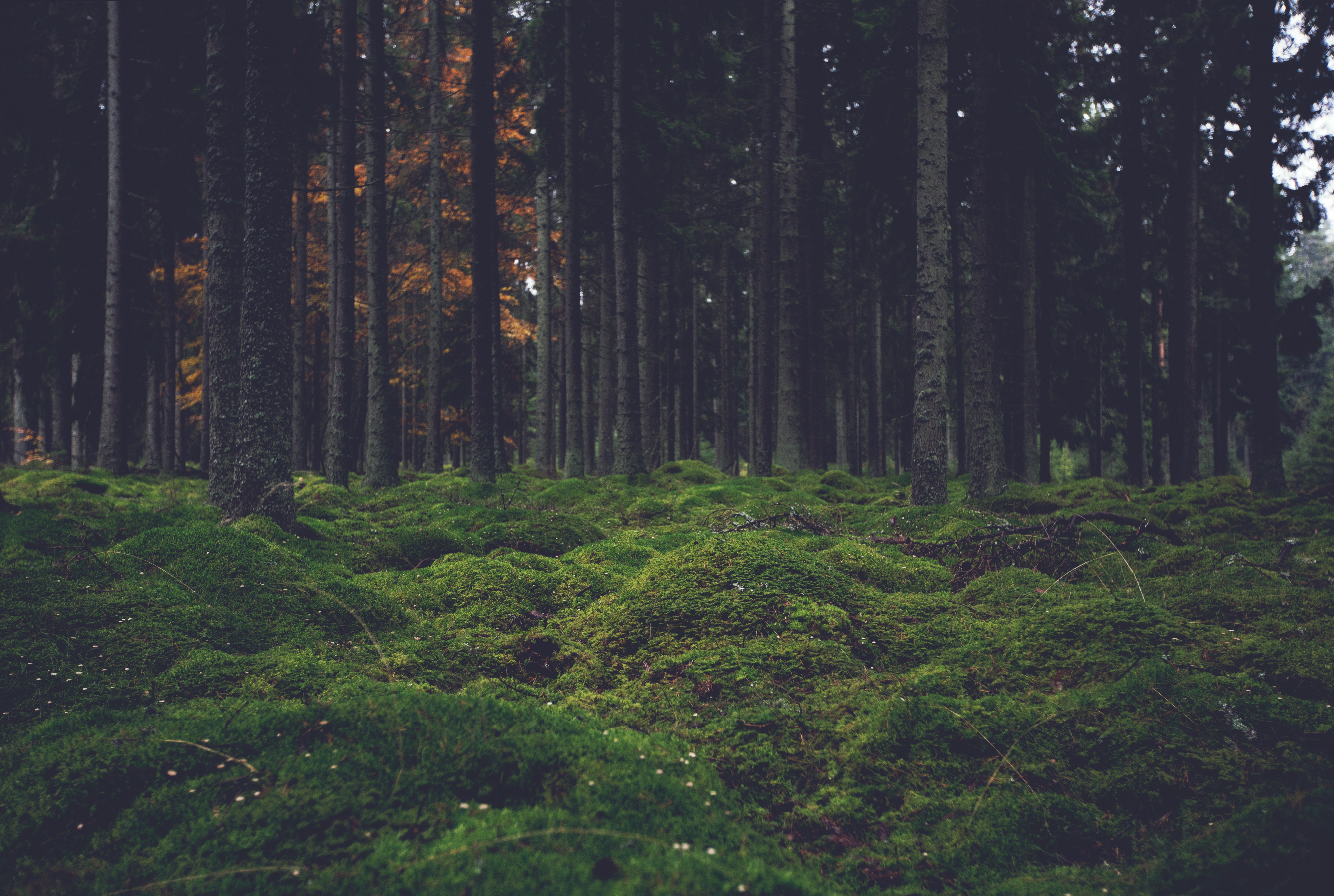 Mossy Forest Floor with Tall Pine Trees Wallpaper – free HD wallpaper