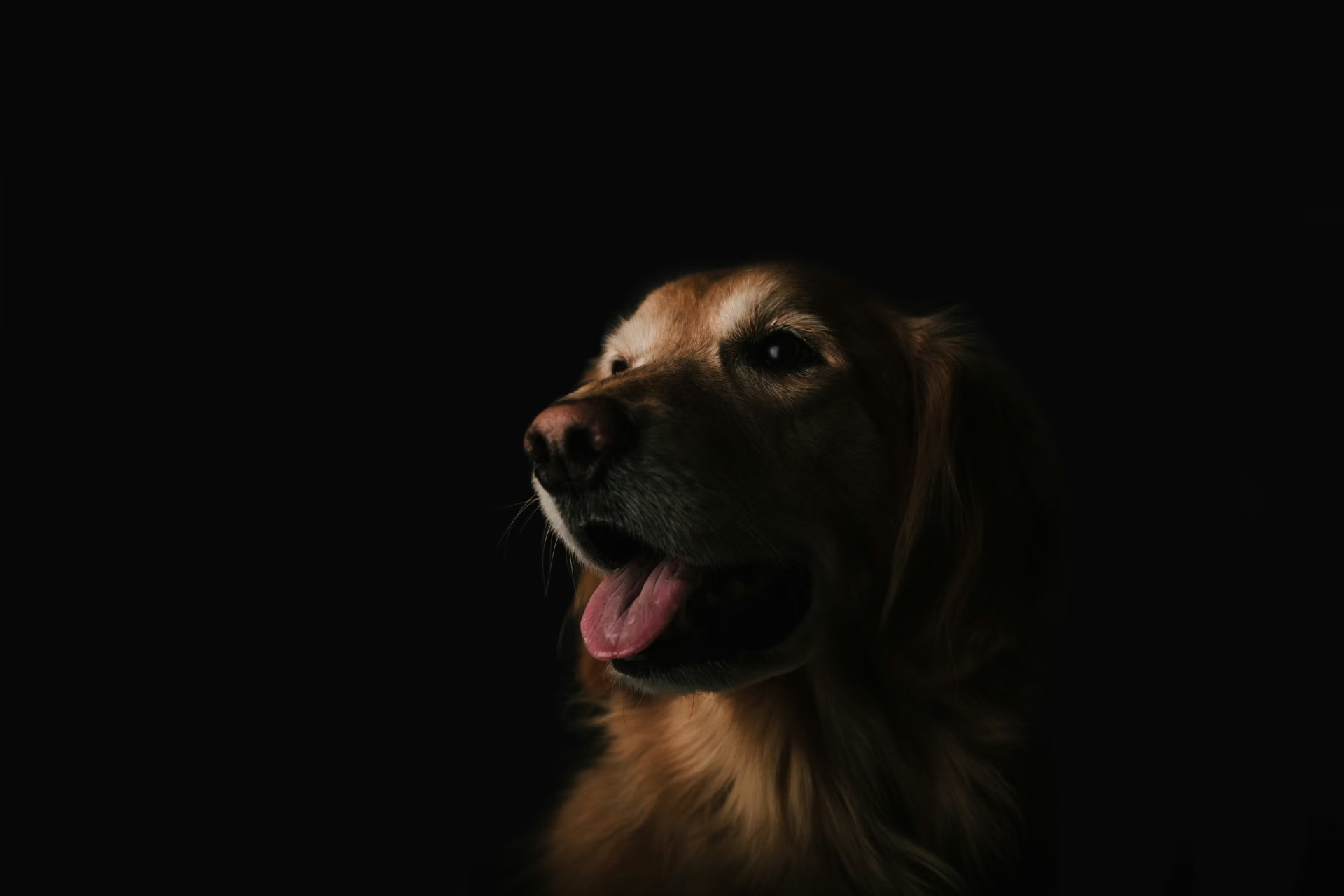 Golden Retriever Low Light Portrait Wallpaper – free HD wallpaper