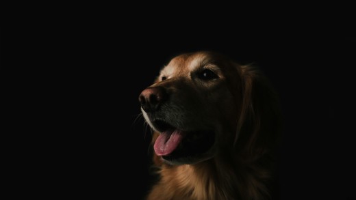 golden-retriever-low-light-dark-portrait-wallpaper-3000×2000