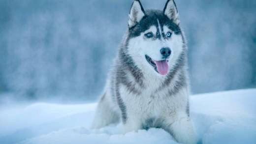 husky-snow-winter-portrait-wallpaper-1920×1280