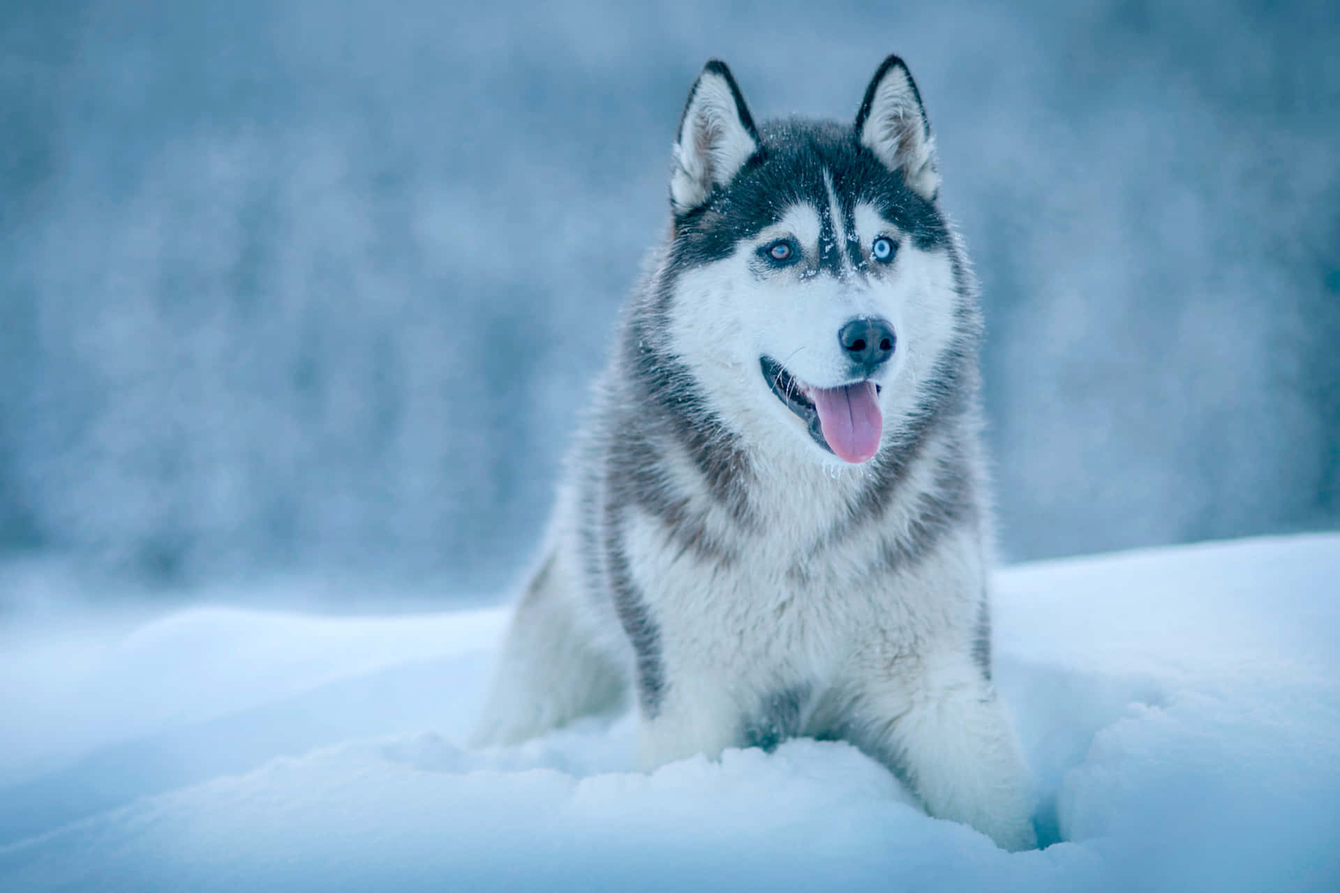 Siberian Husky in Snow Wallpaper