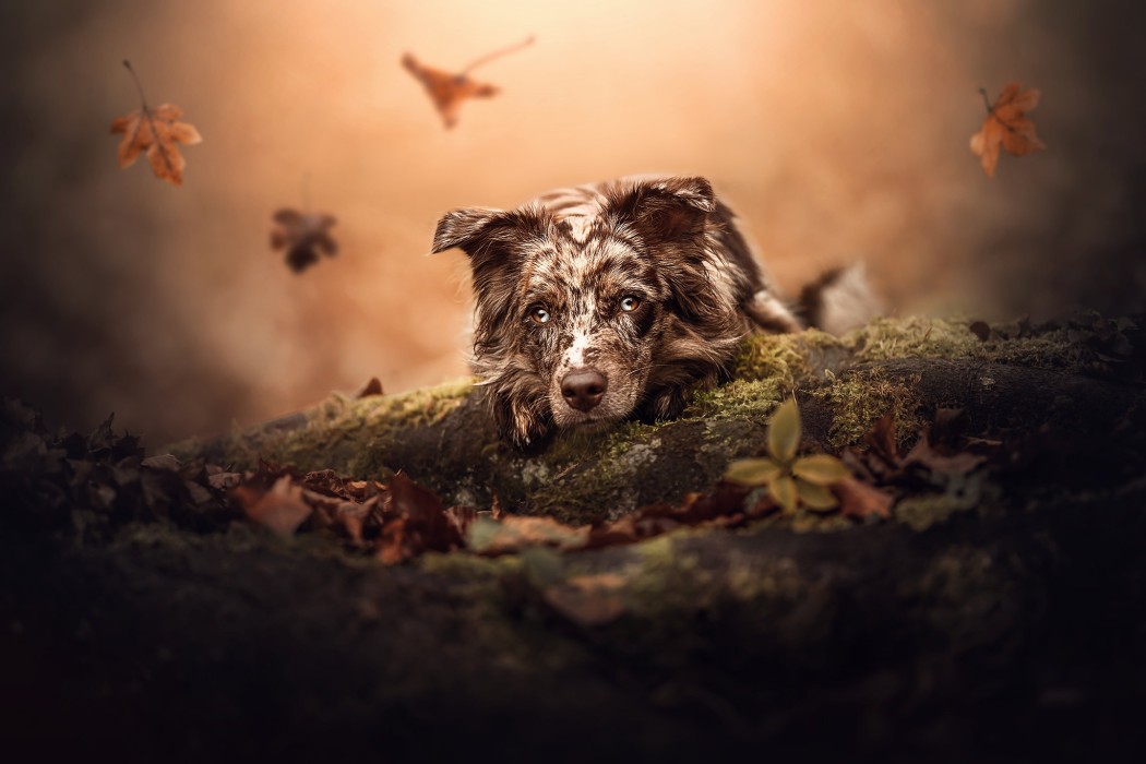 australian-shepherd-forest-wallpaper-2048×1365