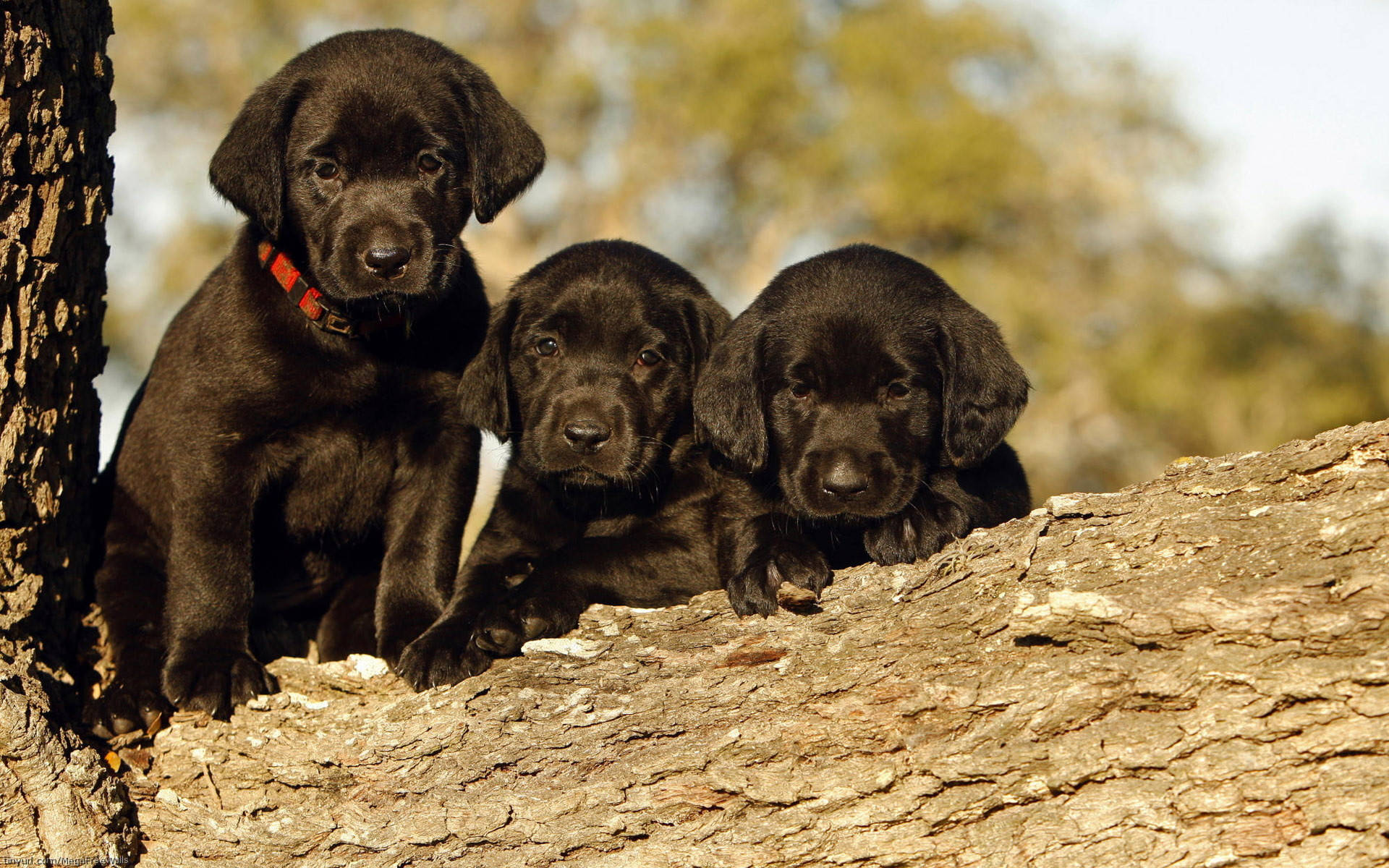 Black Labrador Puppies Wallpaper – free HD wallpaper