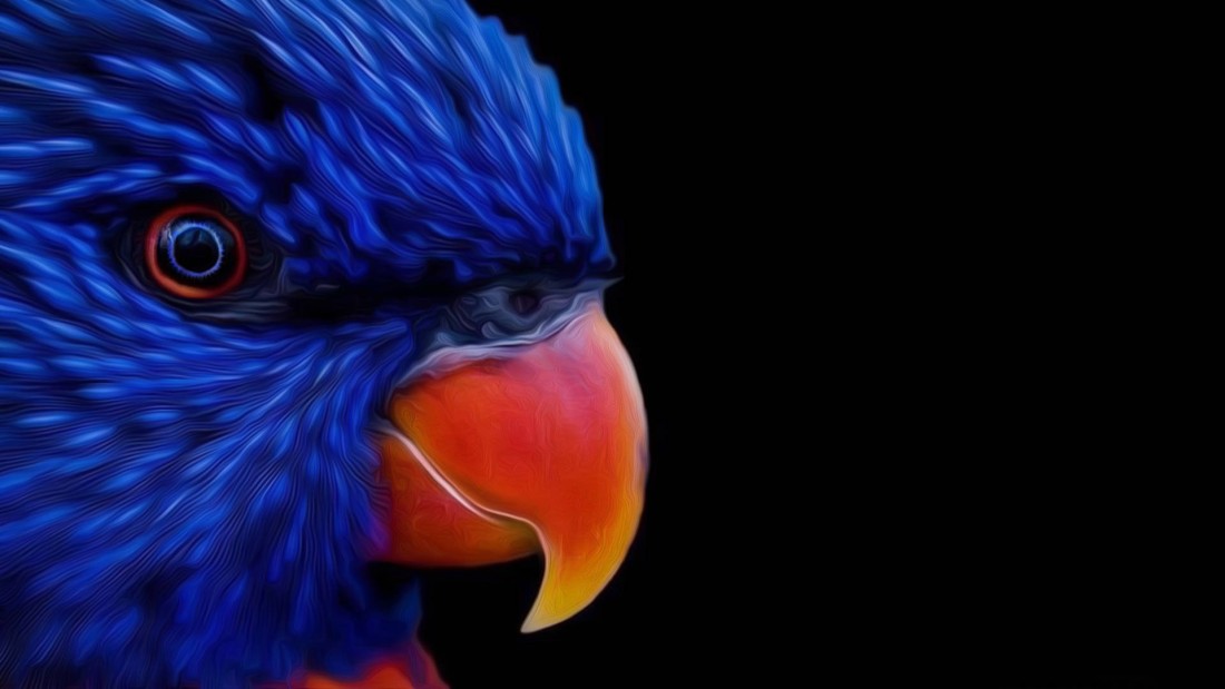 blue-parrot-wallpaper-1920×1080