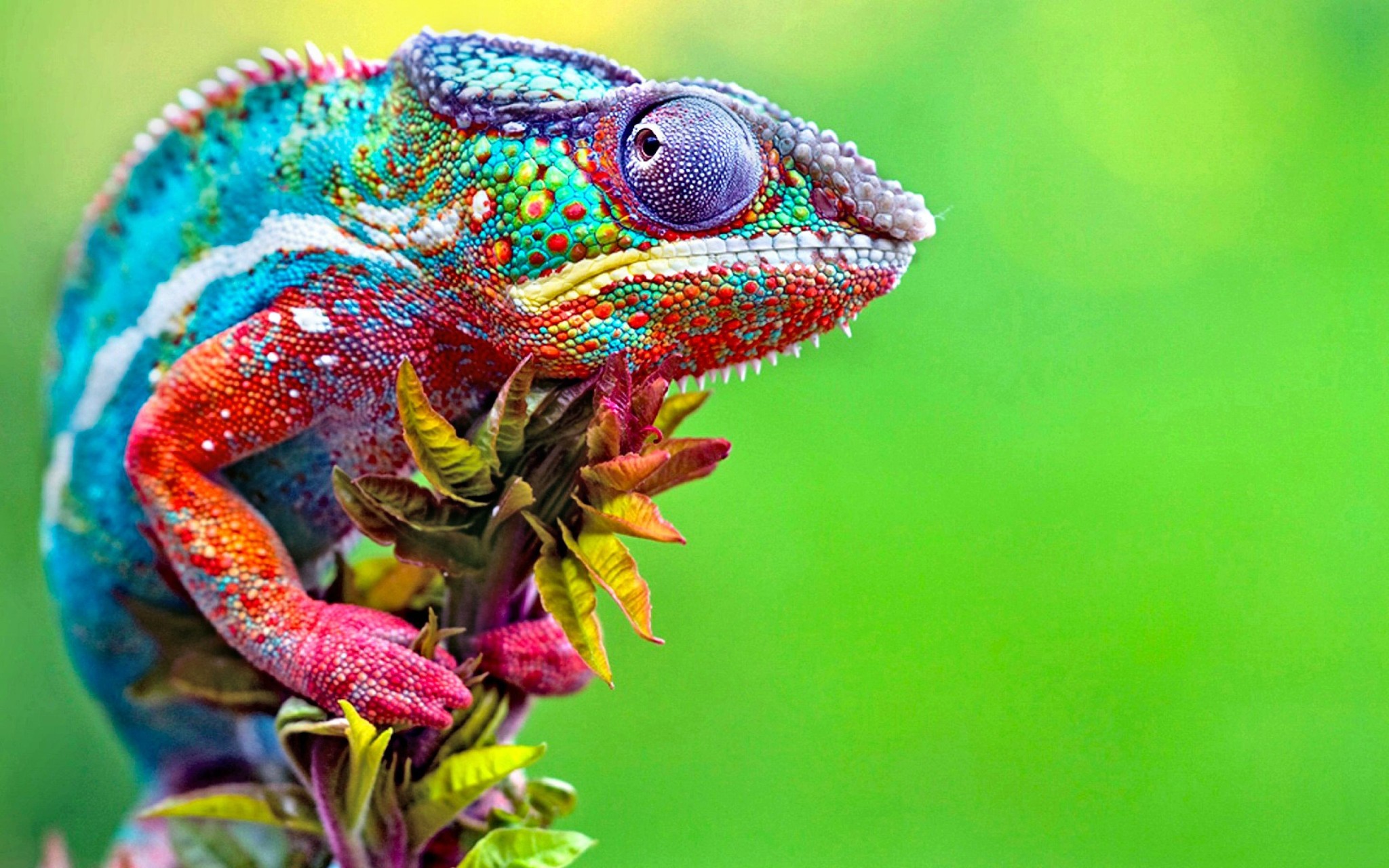 Colorful Chameleon Wallpaper