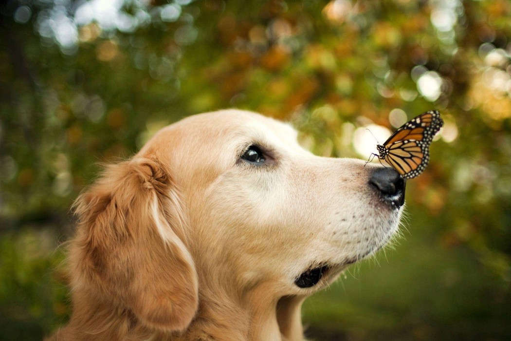 golden-retriever-butterfly-wallpaper-1920×1280