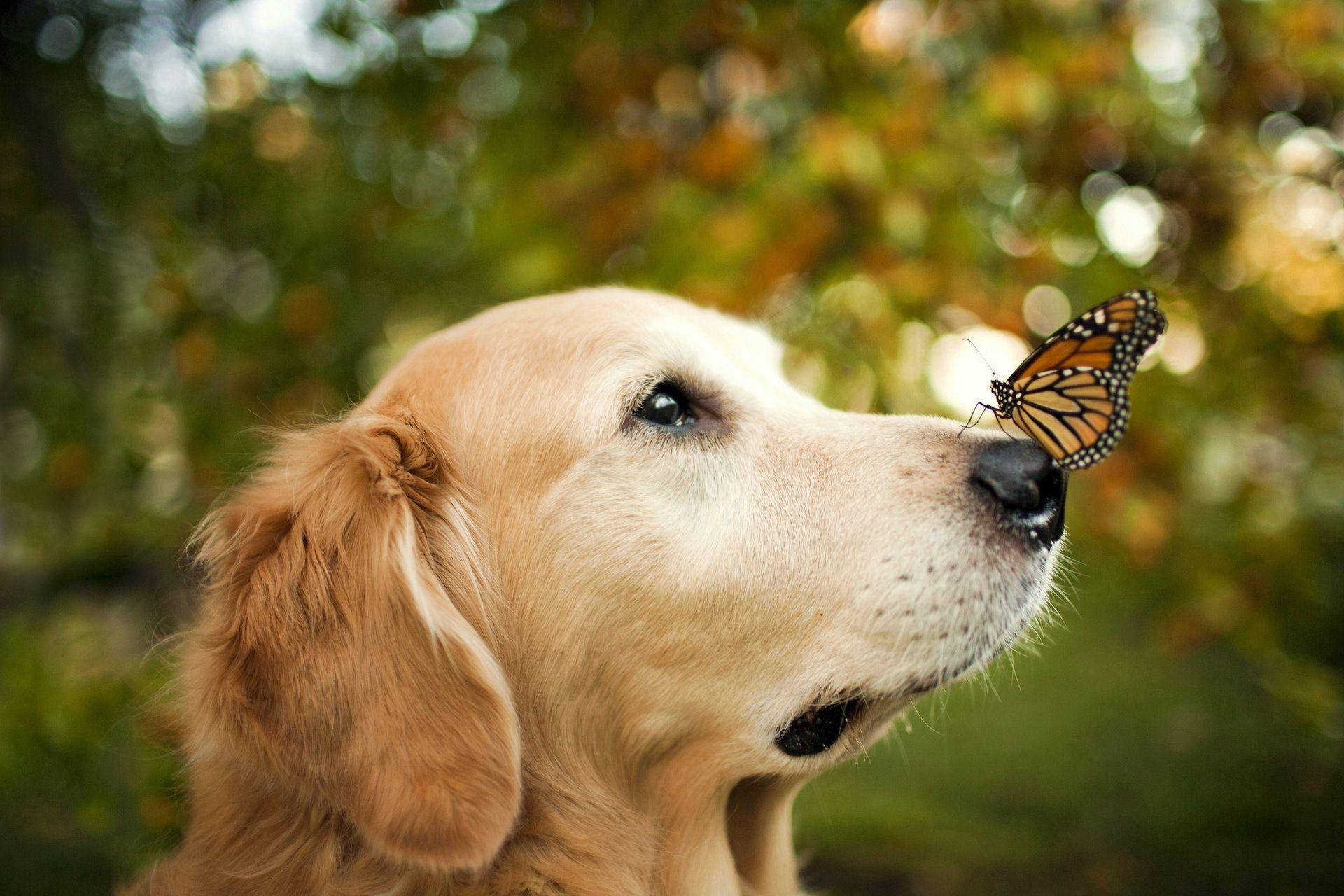 Golden Retriever Butterfly Wallpaper