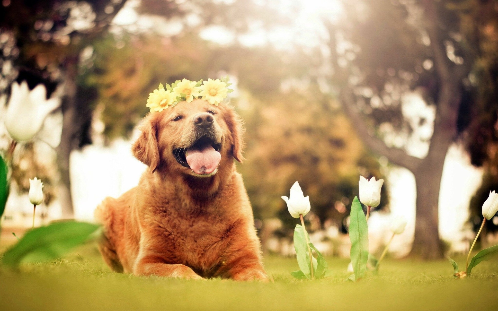 Golden Retriever Flower Crown Wallpaper