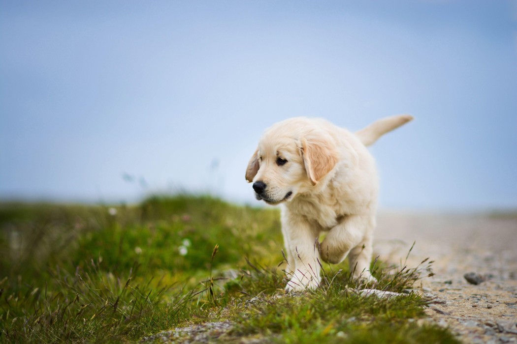 golden-retriever-puppy-adventure-wallpaper-4000×2667