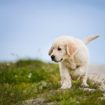 Animals collection preview
