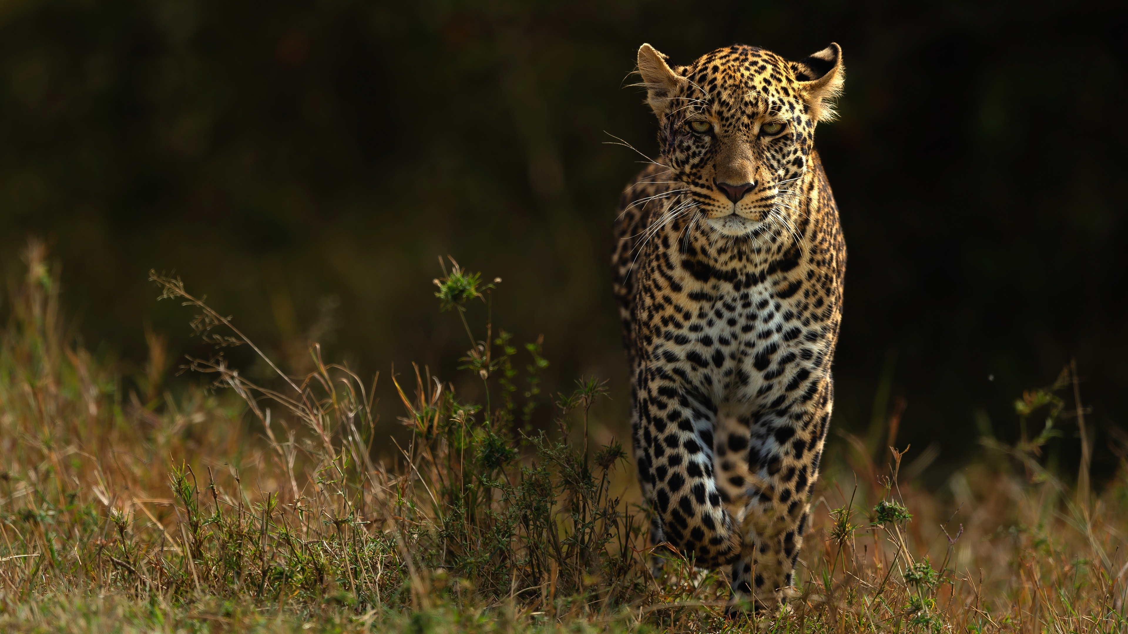 Leopard Wildlife Wallpaper – free HD wallpaper