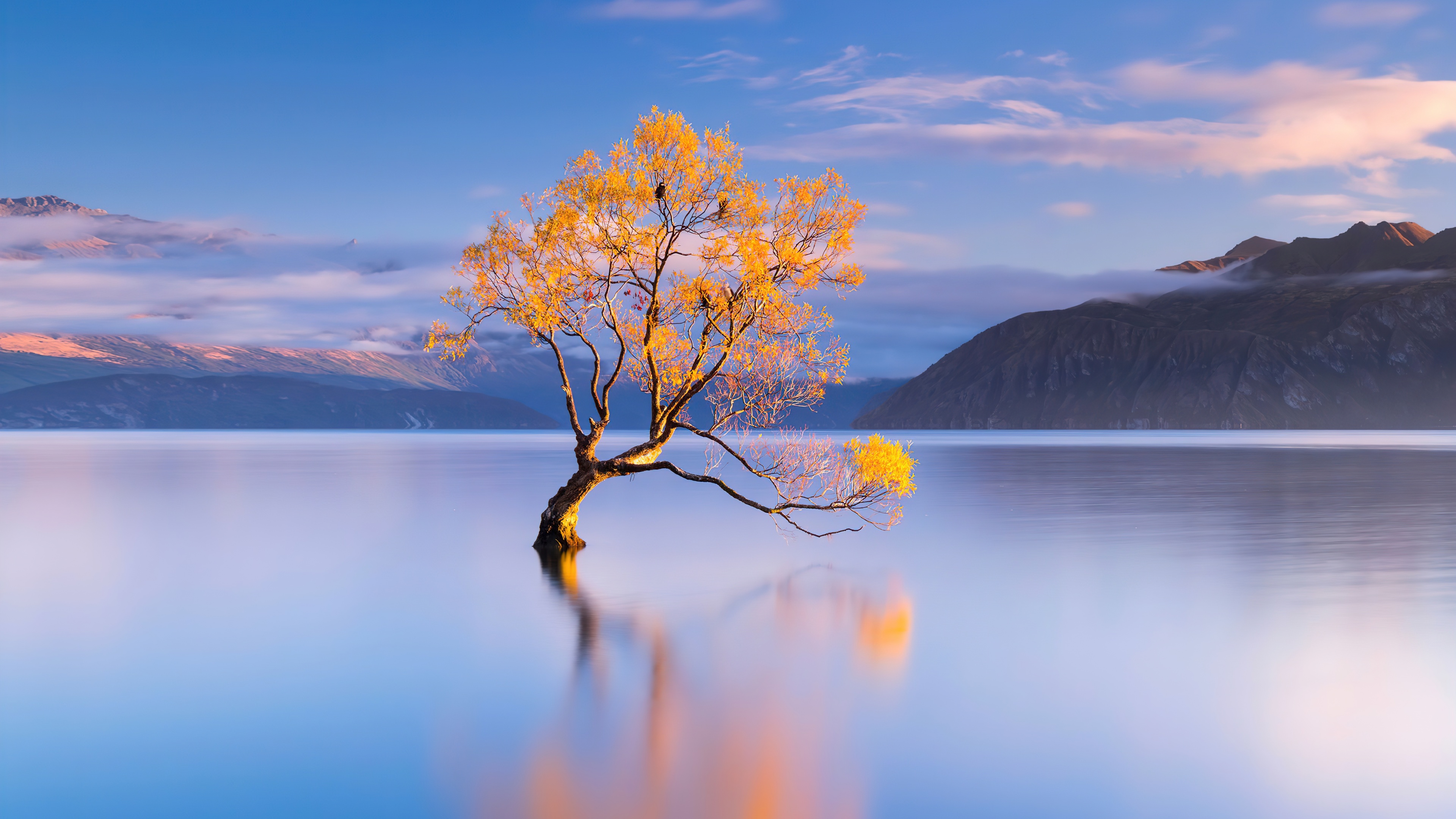 Lone Tree Lake Reflection Wallpaper – free HD wallpaper