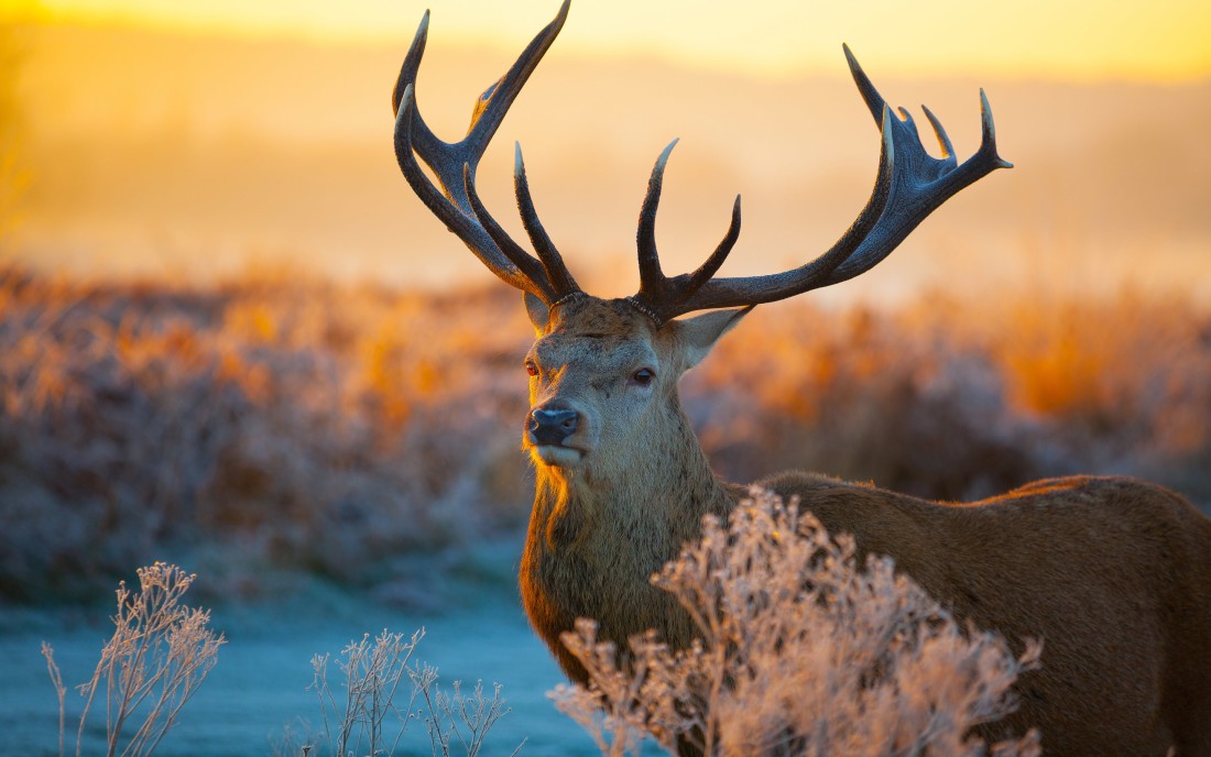 majestic-deer-wallpaper-2880×1800