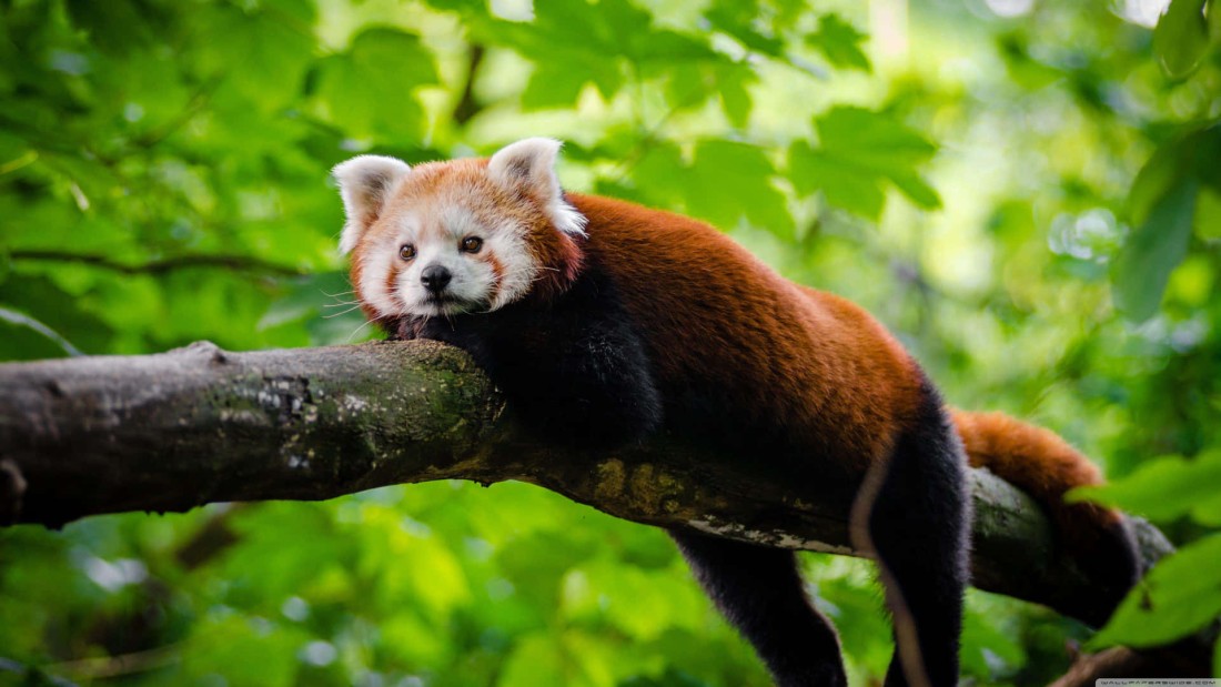 red-panda-tree-wallpaper-1920×1080