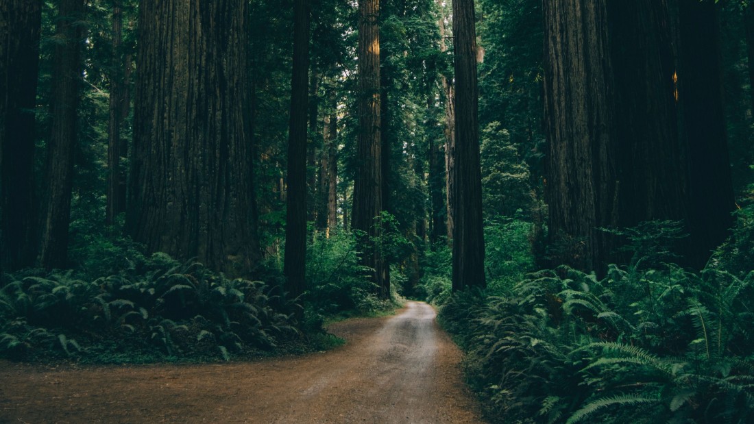 redwood-forest-wallpaper-woodland-road-landscape-3840×2160