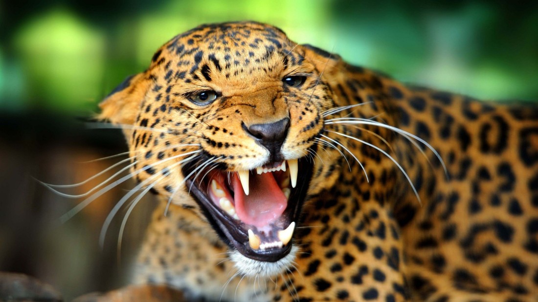 roaring-leopard-wildlife-wallpaper-5120×2880