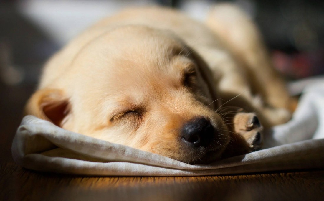 sleeping-labrador-retriever-puppy-wallpaper-2048×1269