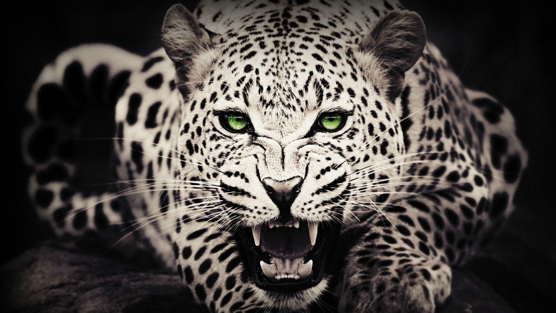 snow-leopard-green-eyes-wallpaper-1920×1080