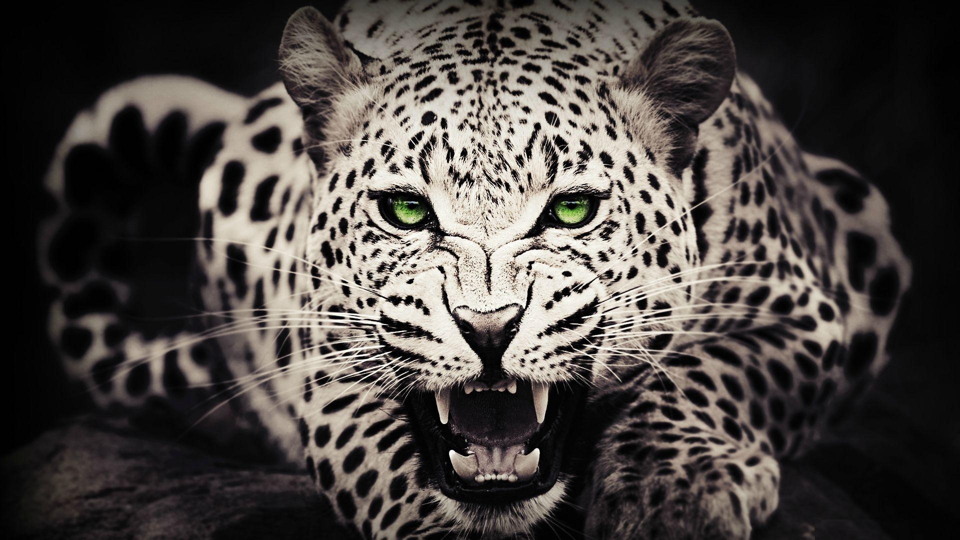 Snow Leopard Green Eyes Wallpaper