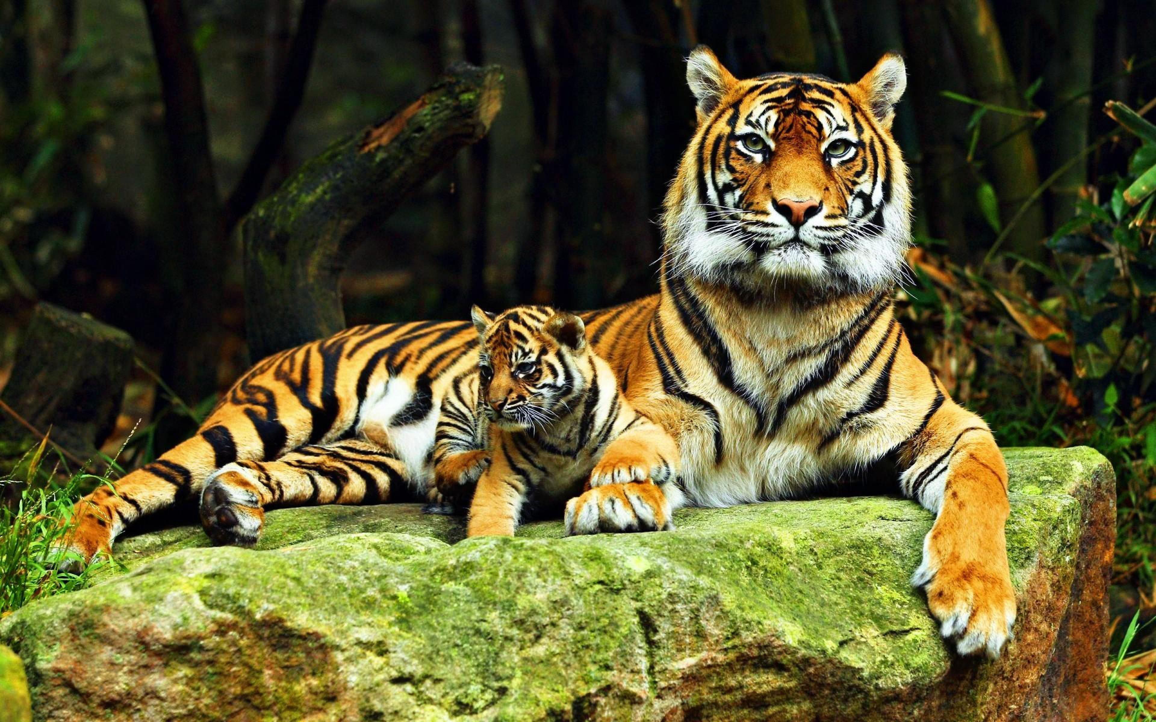 Tiger and Cub Wildlife Wallpaper – free HD wallpaper
