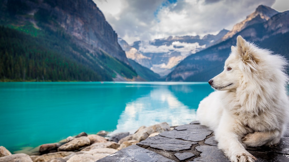 white-dog-mountain-lake-wallpaper-3840×2160