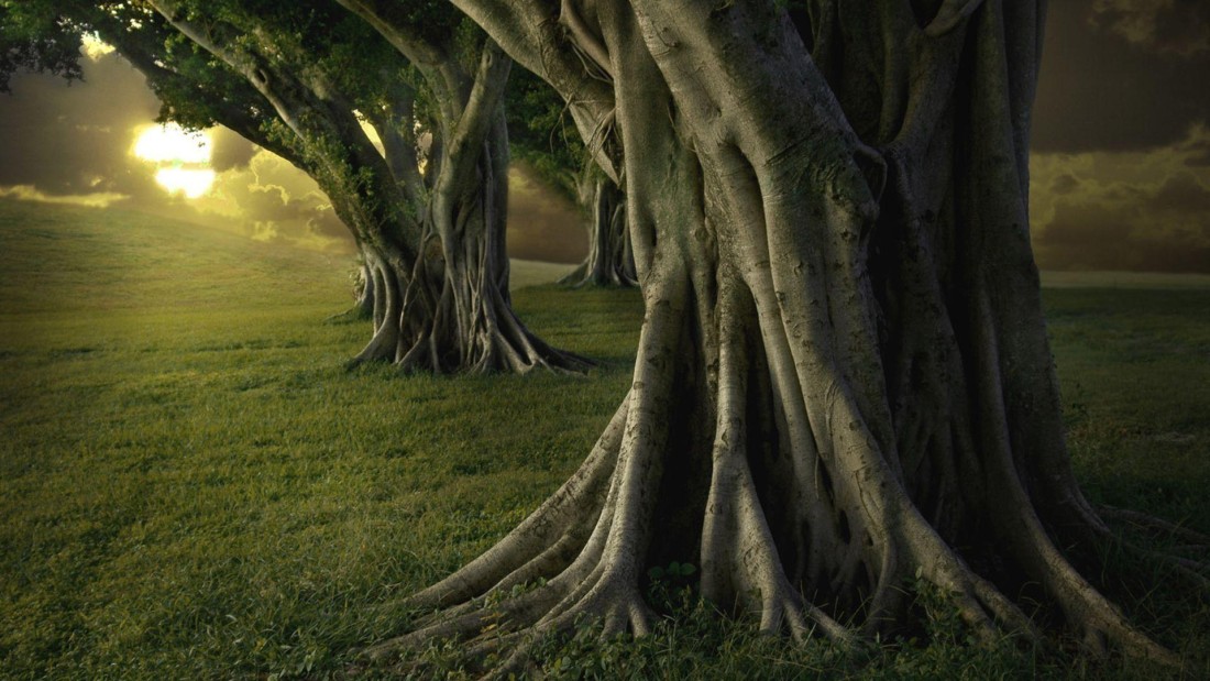 ancient-tree-roots-wallpaper-1920×1080