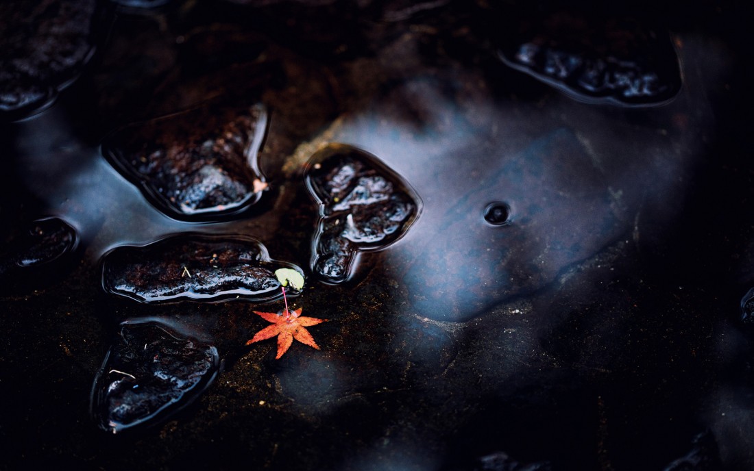autumn-maple-leaf-water-wallpaper-1920×1200