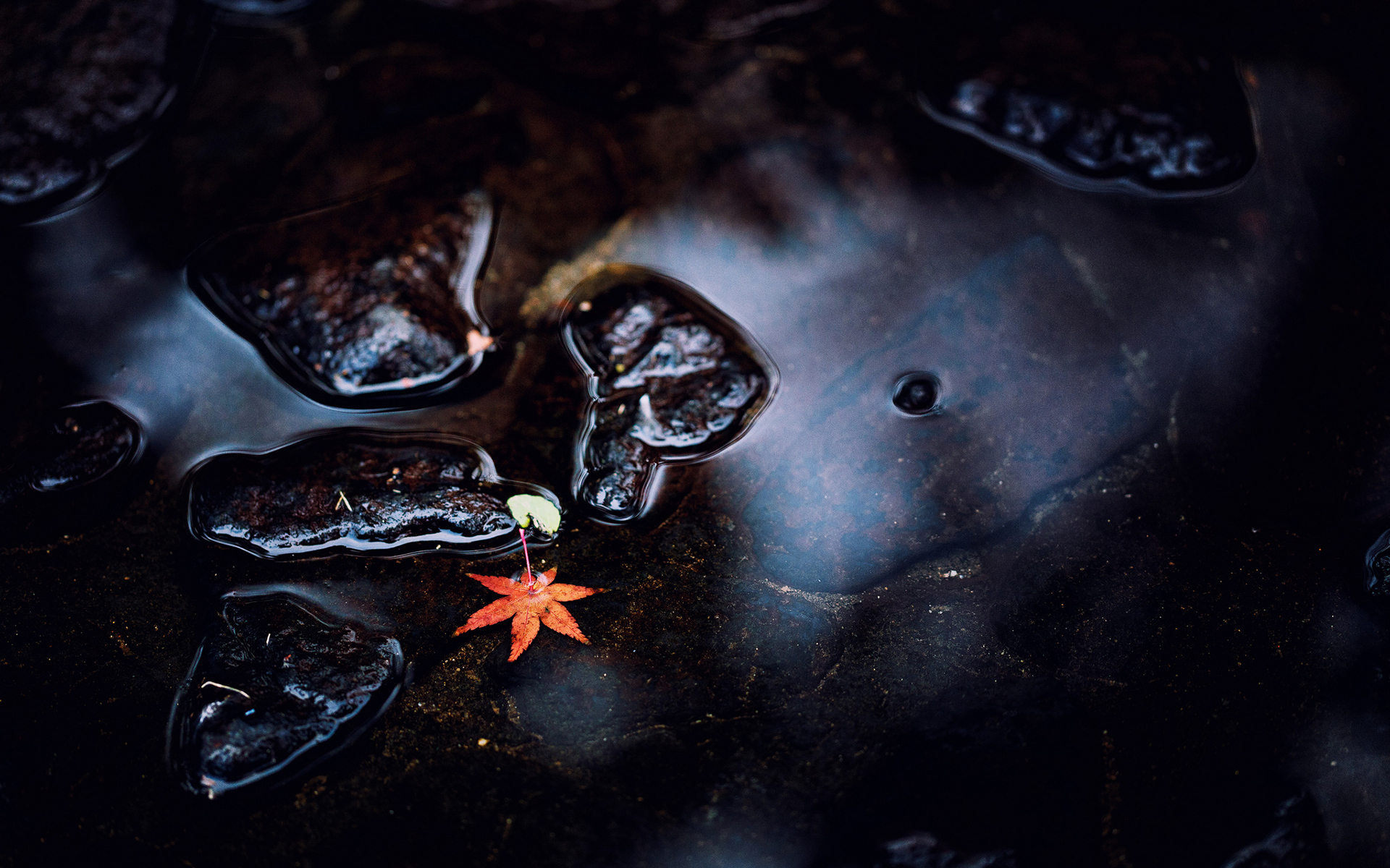 Autumn Maple Leaf Water Wallpaper