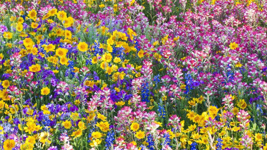 colorful-wildflowers-meadow-wallpaper-1920×1080