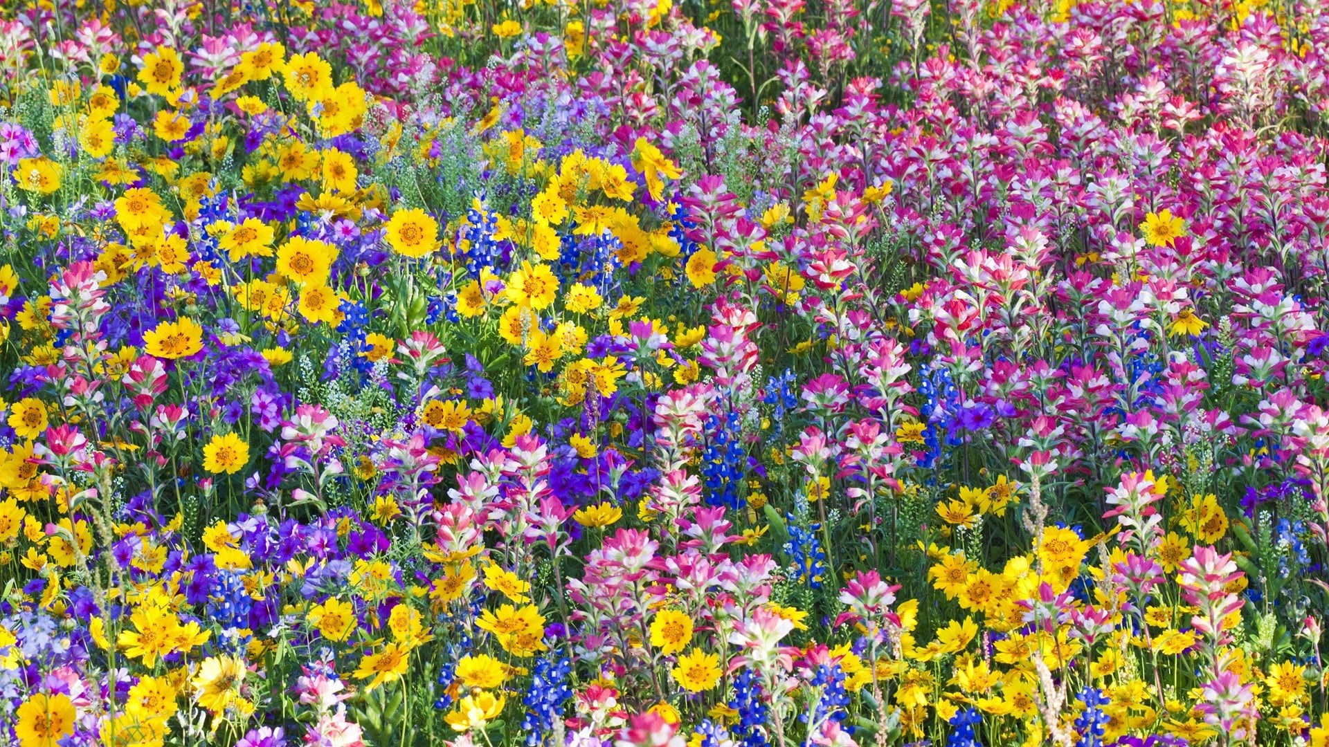 Colorful Wildflowers Wallpaper