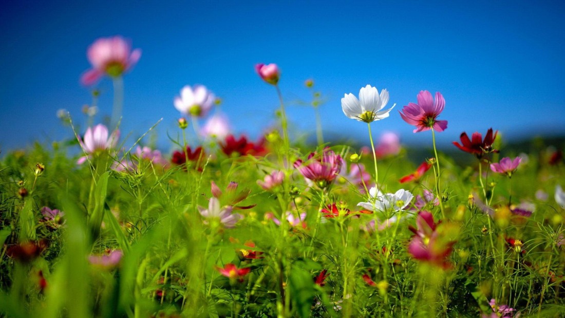 cosmos-flower-meadow-wallpaper-1920×1080