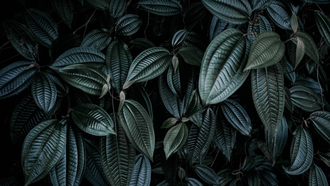 dark-tropical-leaf-texture-wallpaper-3840×2160