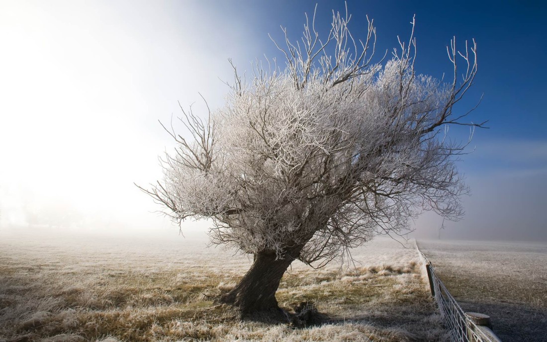 frosted-winter-tree-wallpaper-1920×1200