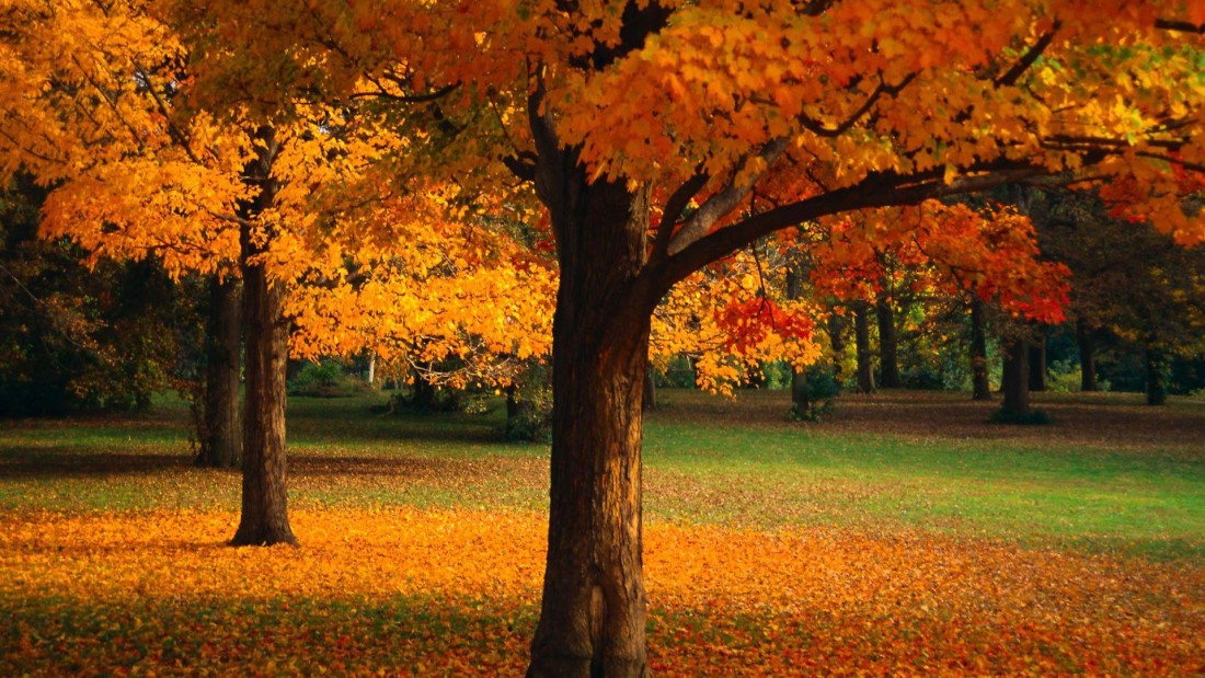 golden-autumn-park-tree-wallpaper-1920×1080