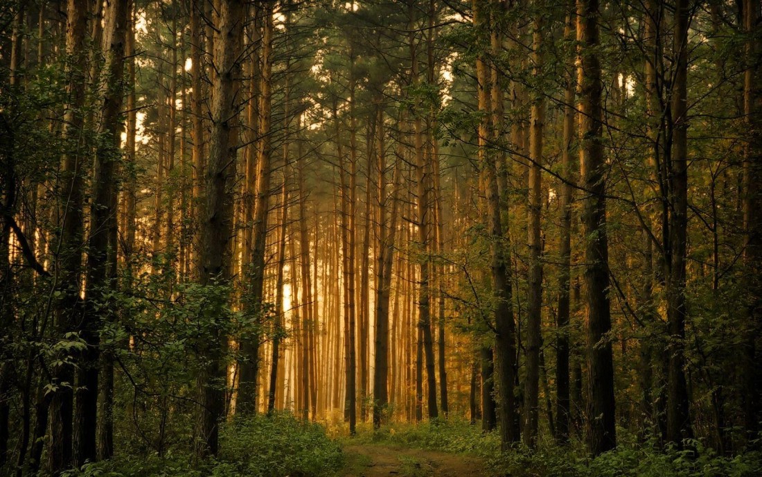 golden-forest-path-wallpaper-1680×1050
