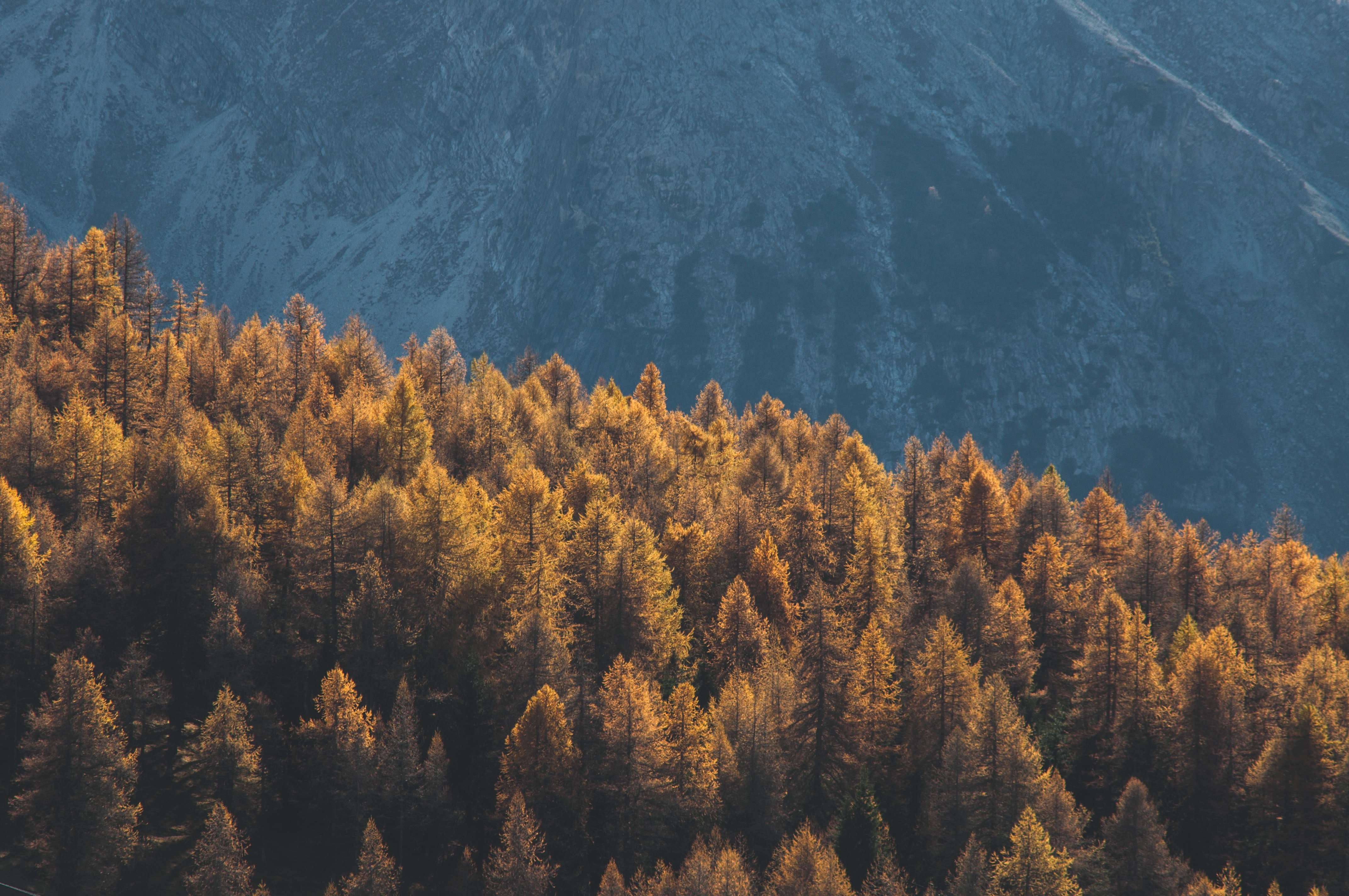 Golden Mountain Forest Wallpaper – free HD wallpaper