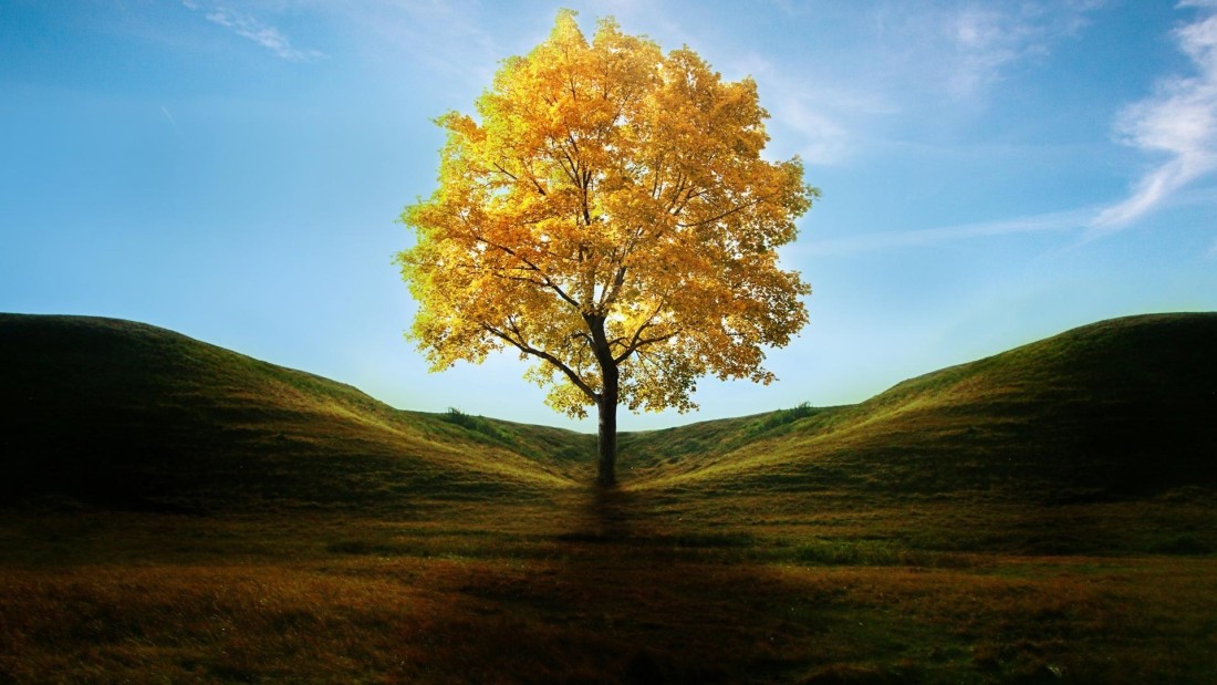 golden-tree-green-hills-wallpaper-1920×1080
