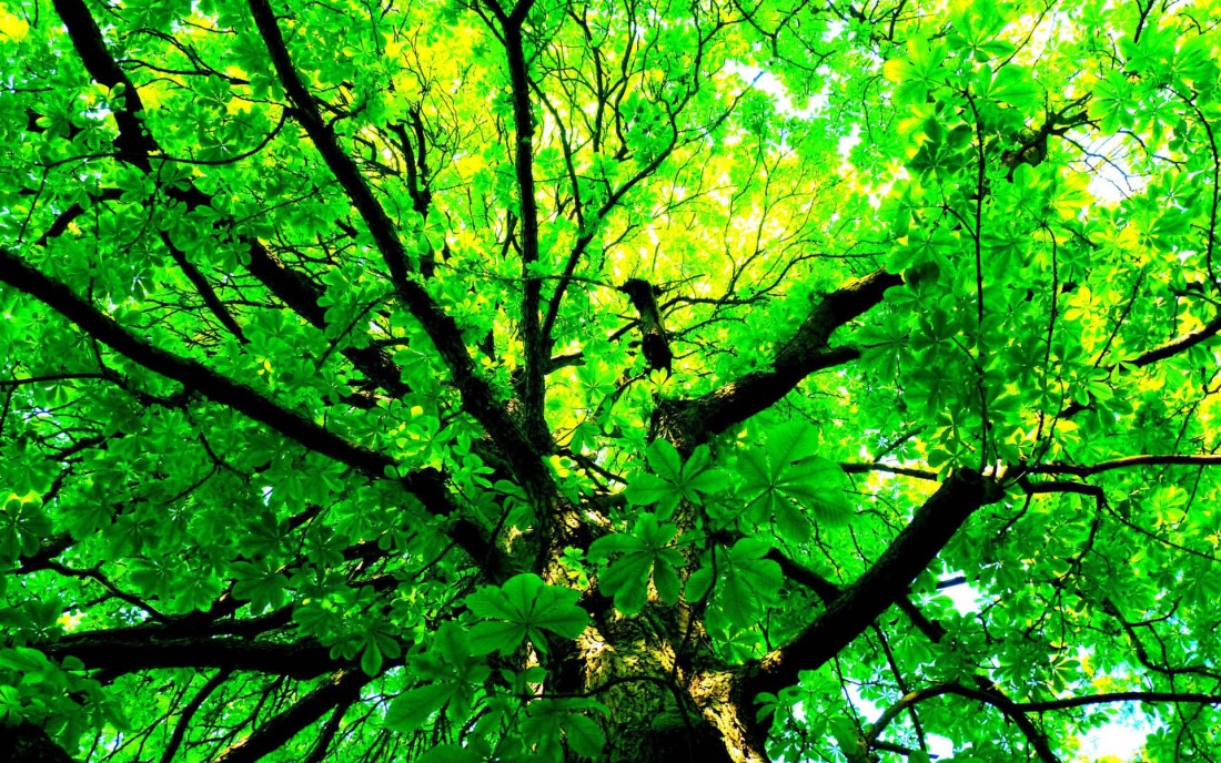 green-tree-canopy-wallpaper-1920×1200