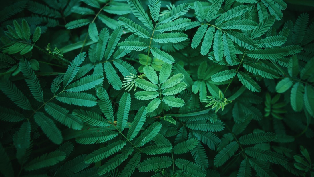 green-tropical-leaves-wallpaper-3840×2160