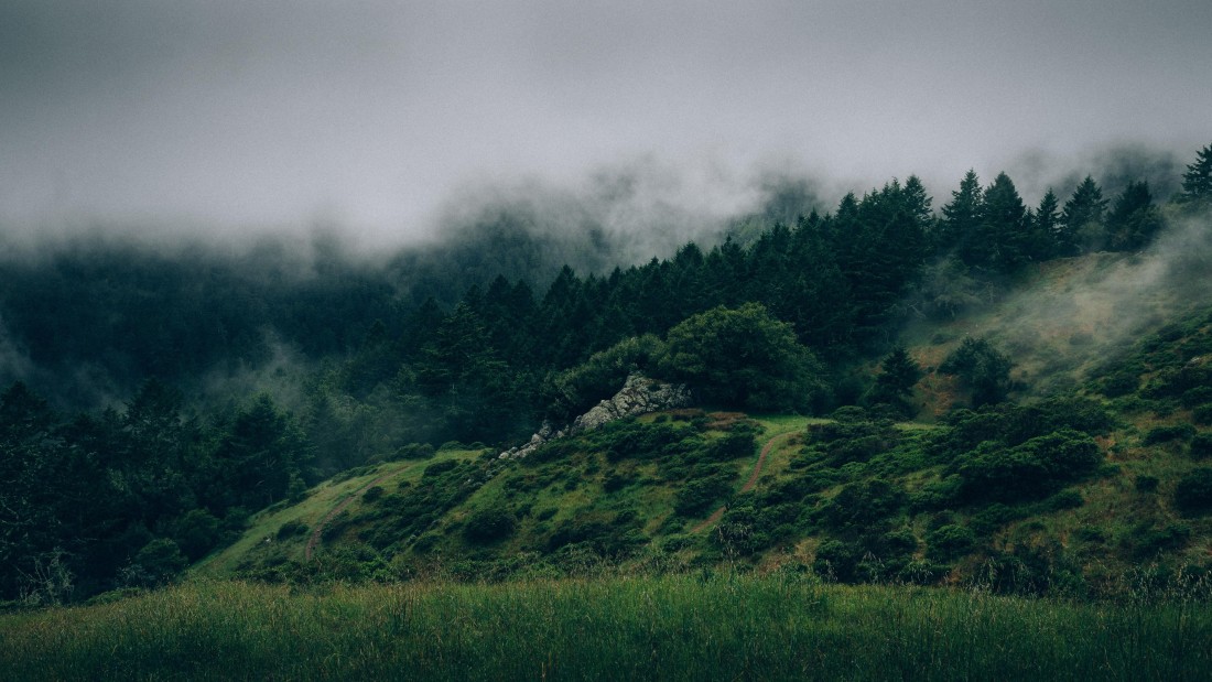 misty-forest-hillside-fog-wallpaper-3840×2160