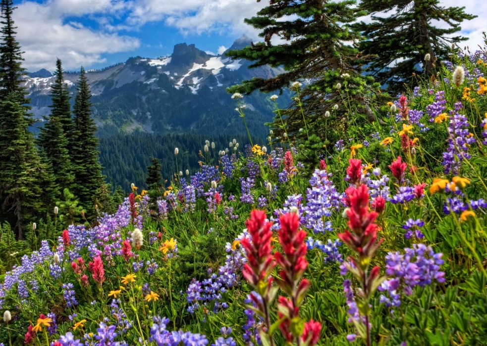 mountain-wildflowers-meadow-wallpaper-2047×1457