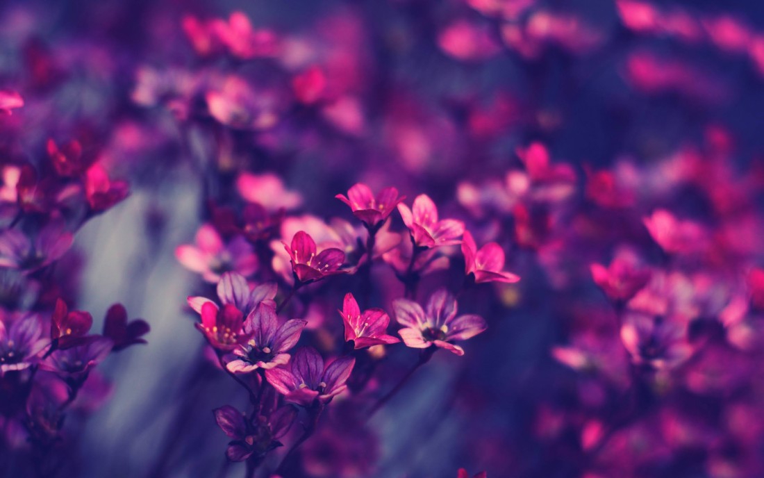 pink-flower-macro-wallpaper-purple-bokeh-1920×1200