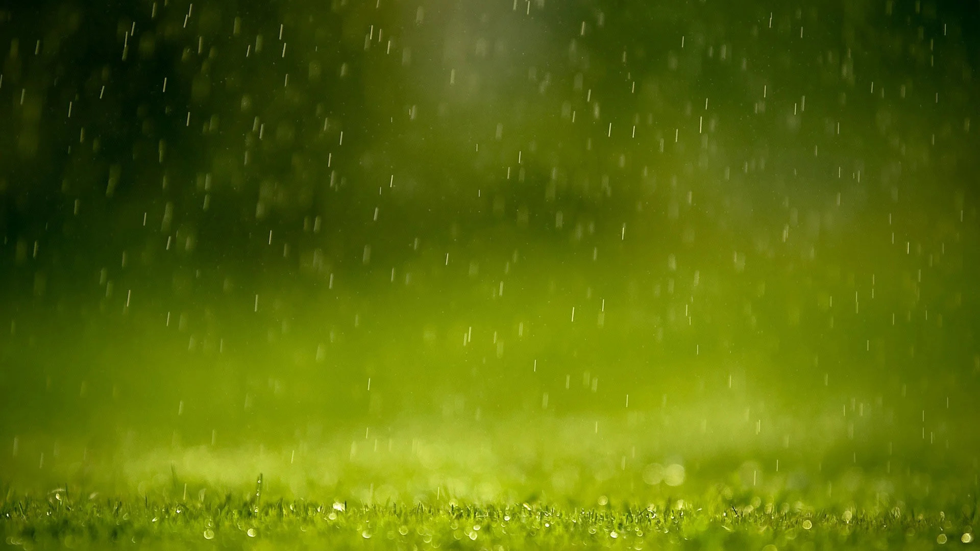 Rain on Green Grass Wallpaper