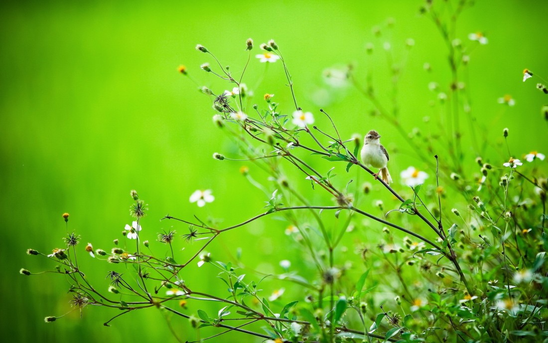 Small Bird in Wildflowers Wallpaper – 4K Brown wallpaper