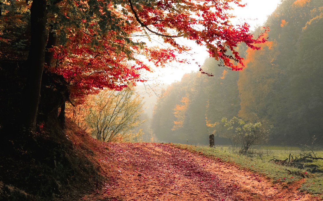 sunlit-autumn-forest-path-wallpaper-3118×1944